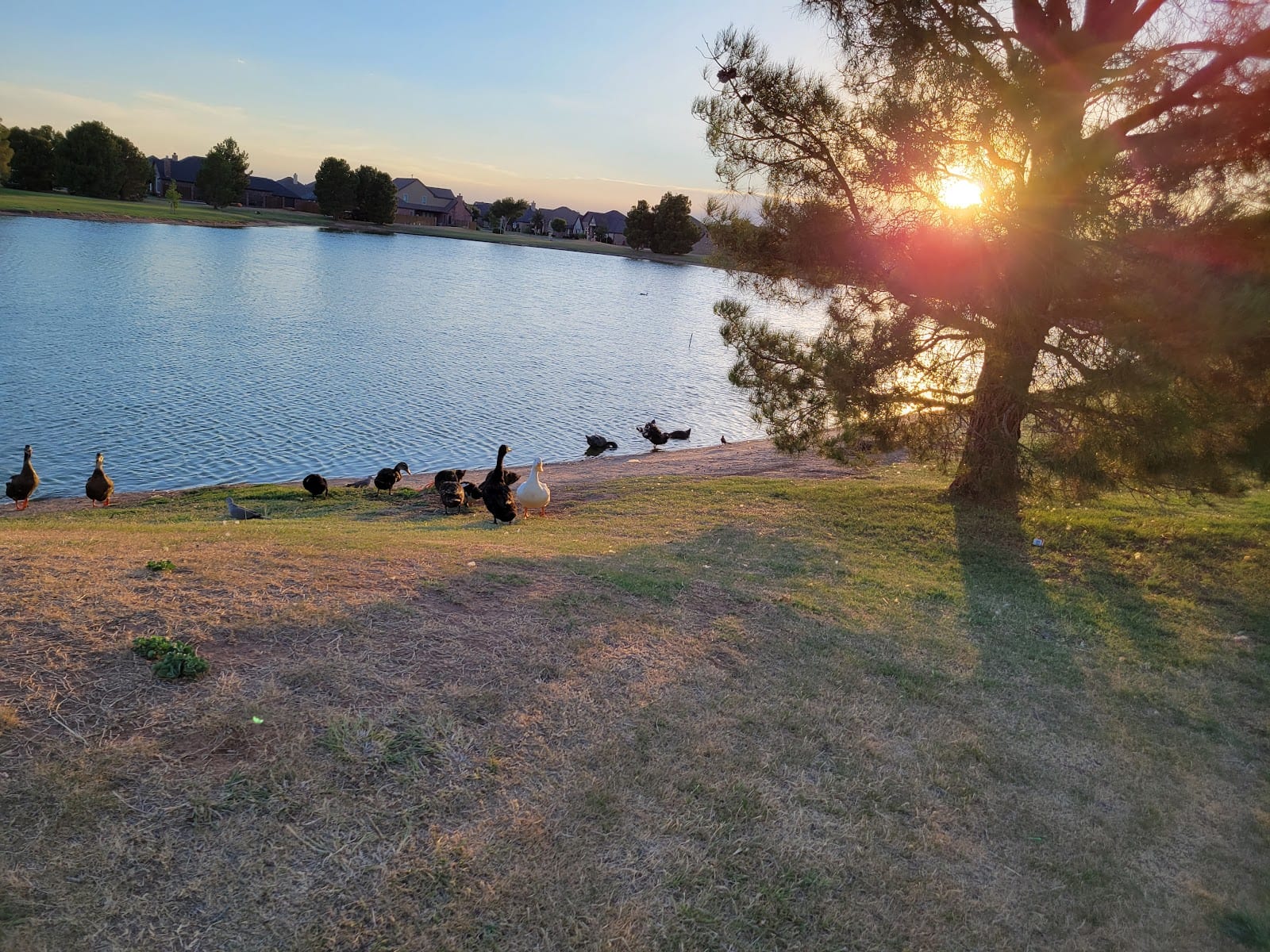 Preston Manor Private Dog Park