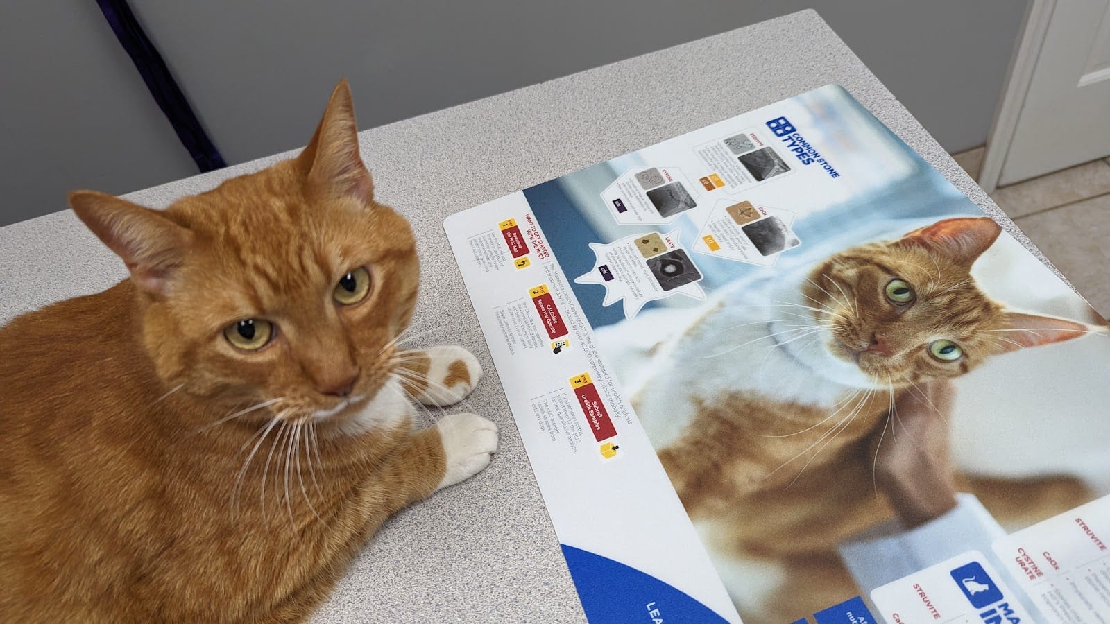 Companion Animal Care, photo 4