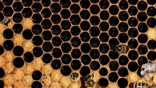 Beehive Lashes, photo 2