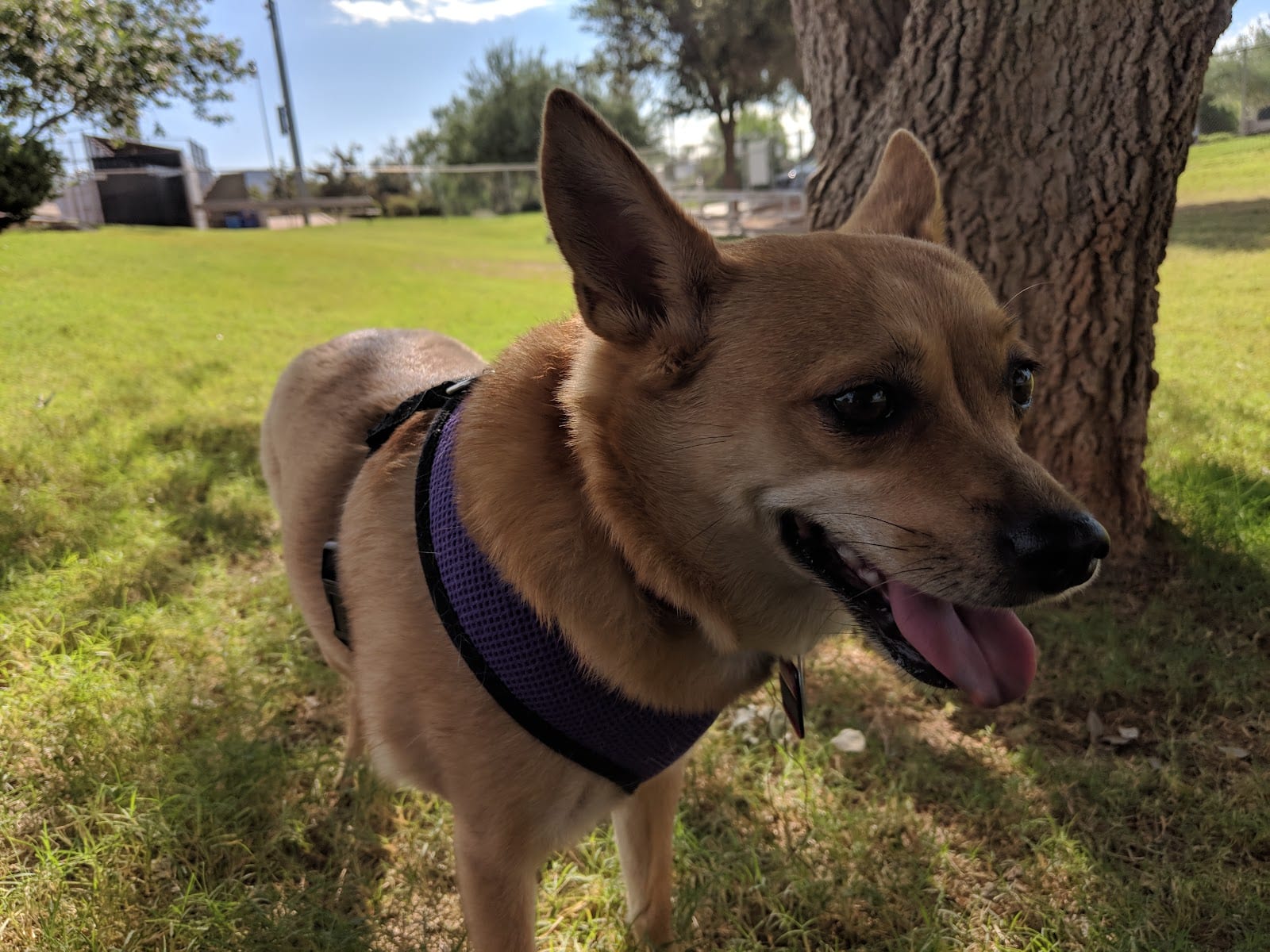Horizon Dog Park, photo 3