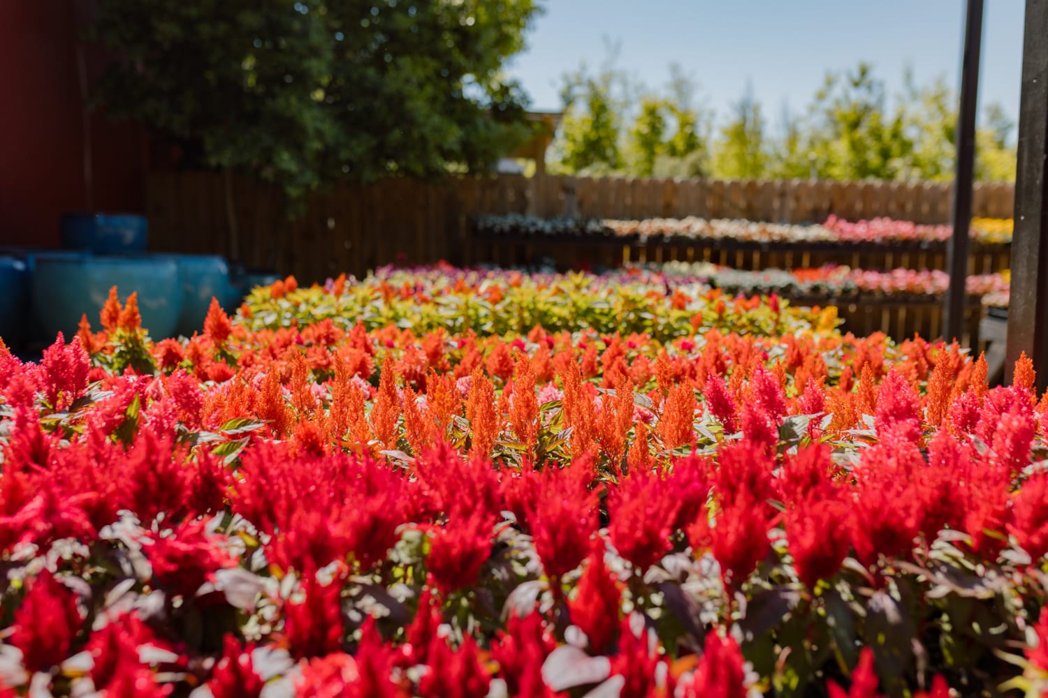 The Good Earth Garden Center, photo 3