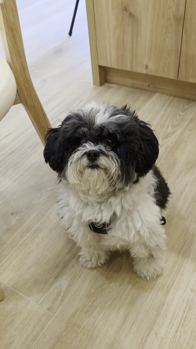 Chef Snoopy, photo 3
