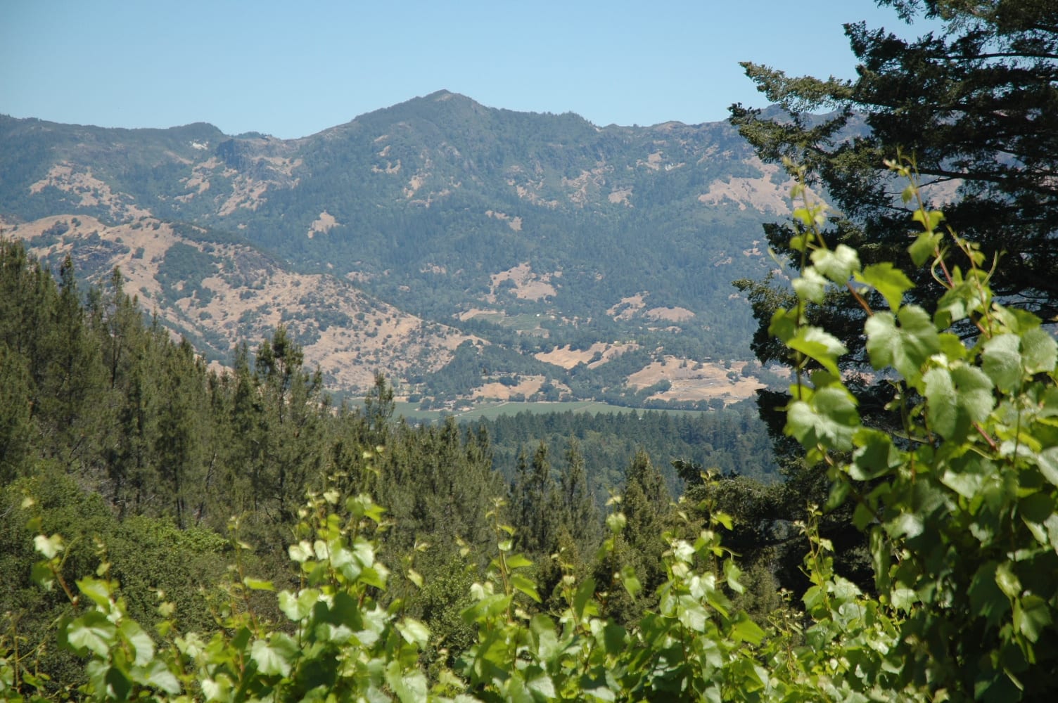 Calistoga Realty Co. Inc., photo 3