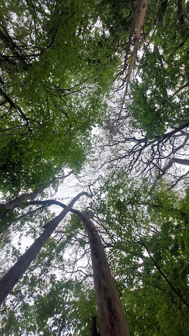Irving Park, photo 3