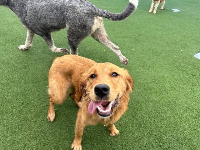 Bay Paws Pet Resort - Ybor City