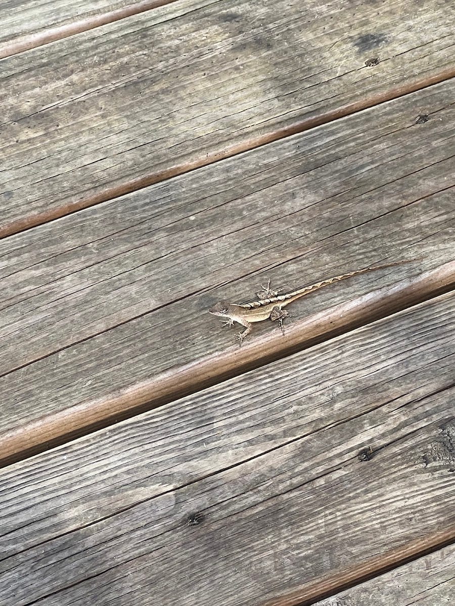 CORAL REEF CUTIE, photo 3