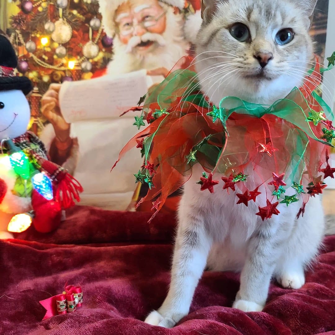 Companion Cats Inc, photo 2