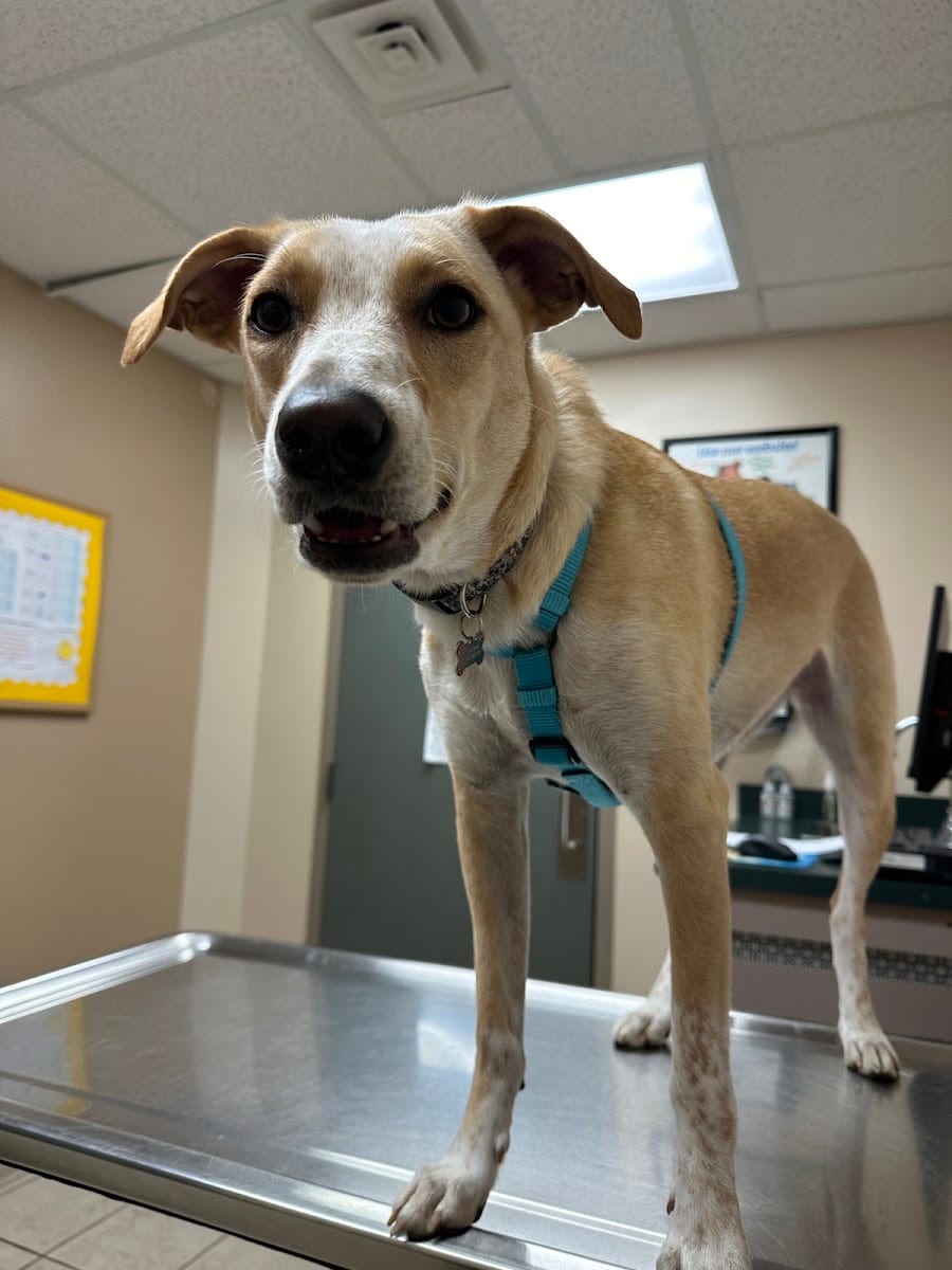 St Joe Center Veterinary Hospital, photo 3