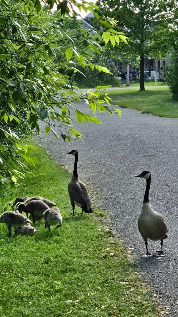 Delbert Baker Pond & Garden, photo 3
