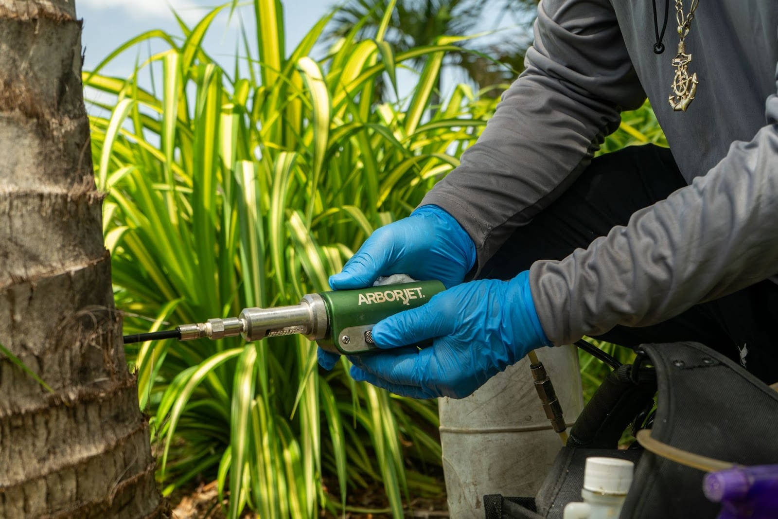 GreenEdge Lawn & Palm Health, photo 3