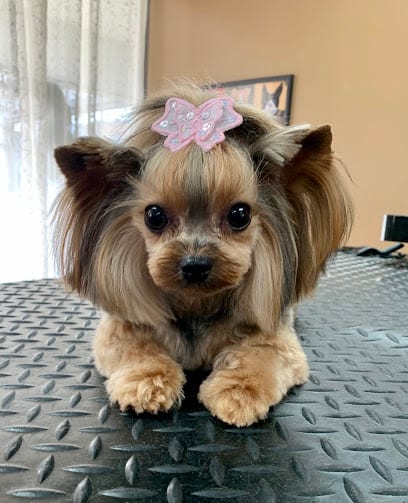 K-9 Design Grooming Salon