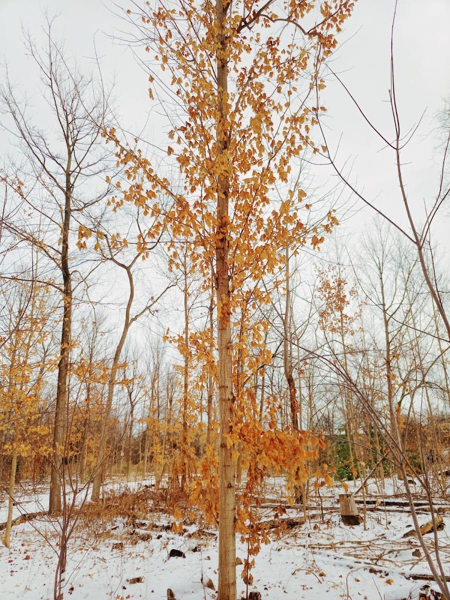 Beaver Woodland