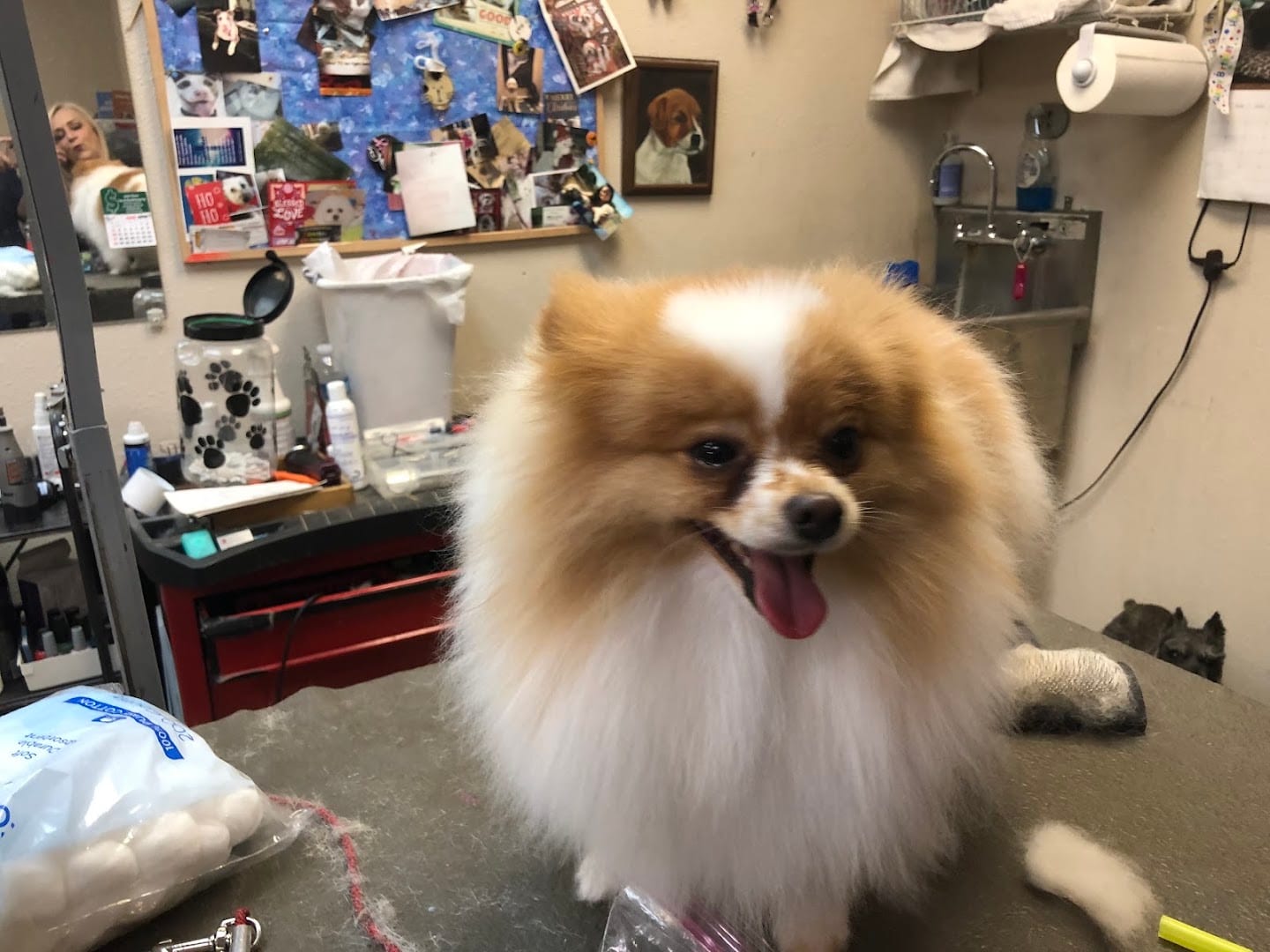 PAWlish Pet Salon & Mobile Grooming, photo 3