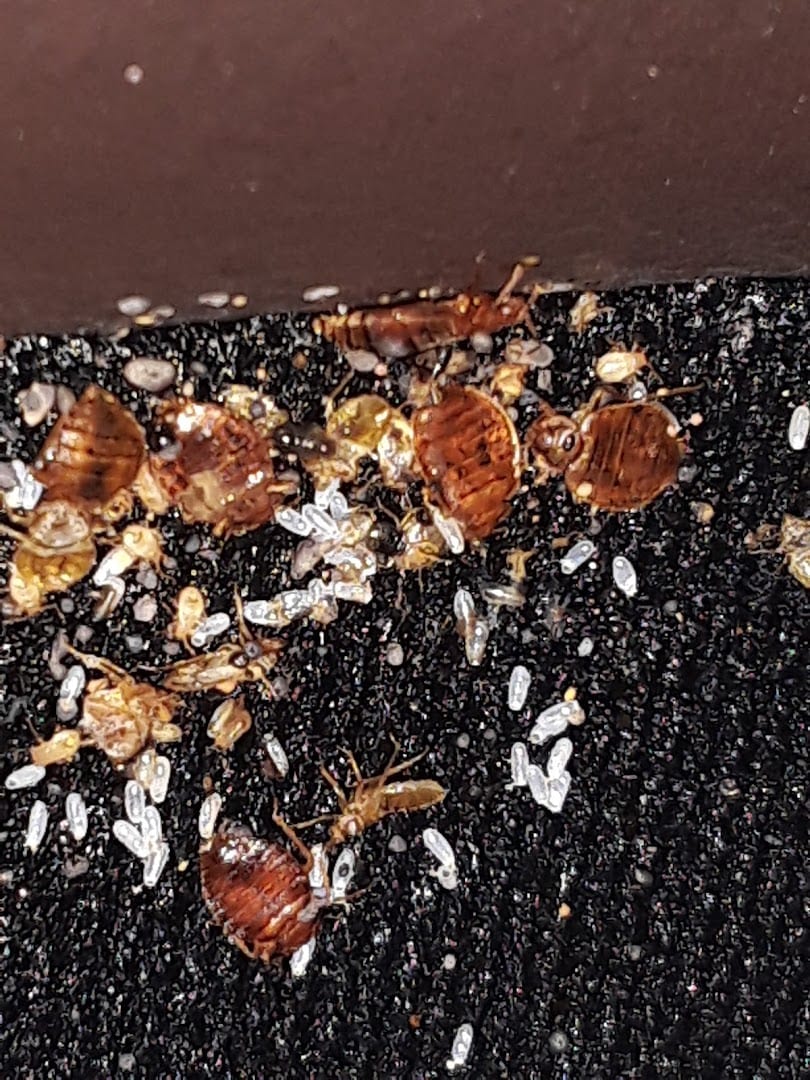 Advanced Pest Solutions Plus, photo 3