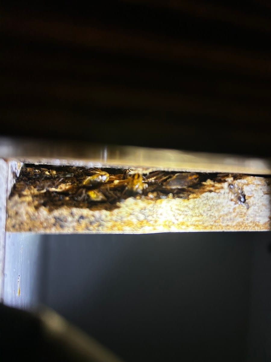Ratical Pest Solutions LLC, photo 2
