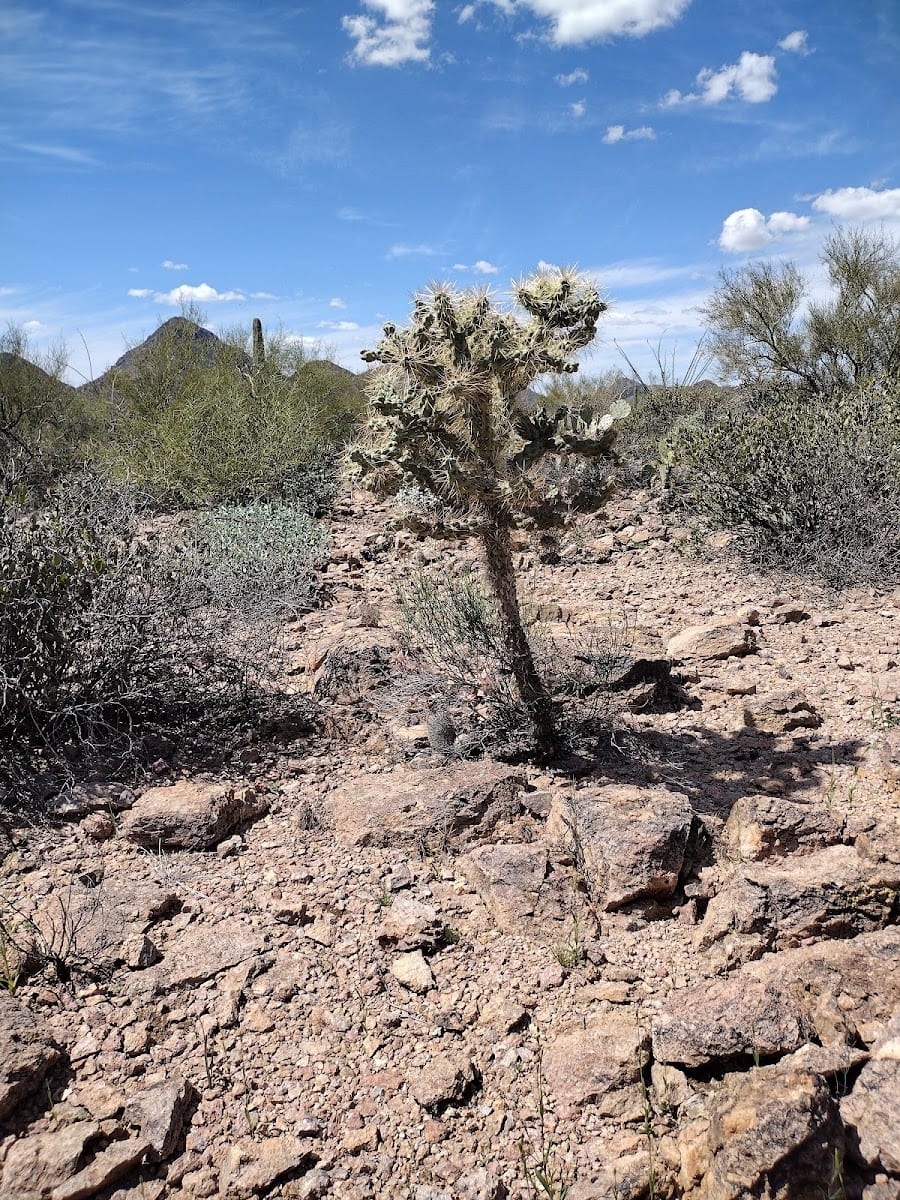 Explorer Trailhead