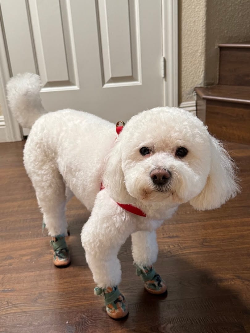 PinkPaw Pet Salon, photo 3