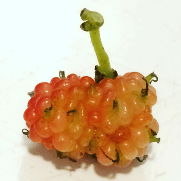 The Midnite Garden