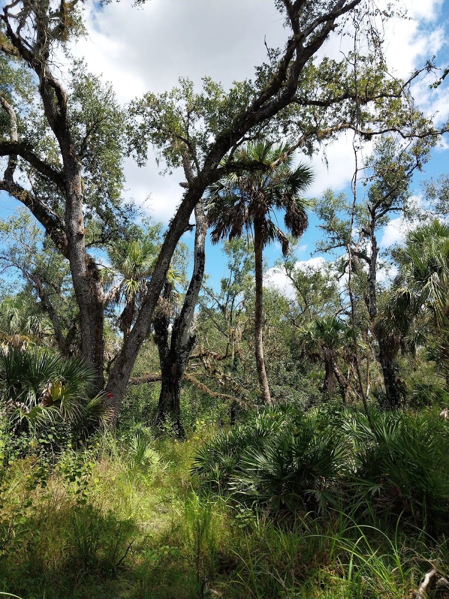 Myakka River State Park - Fox's Low Road Trail Head, photo 3