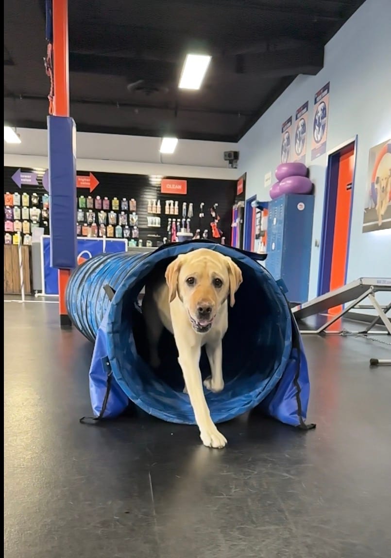 Zoom Room Dog Training