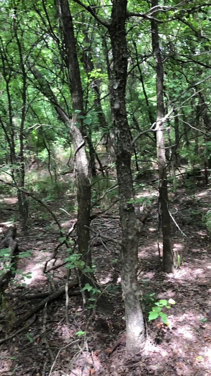 Cottonwood Trail, photo 2