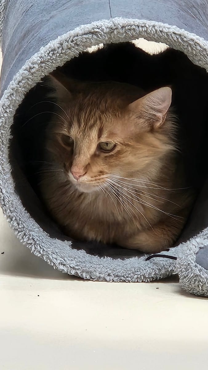Critical Whiskers, photo 3