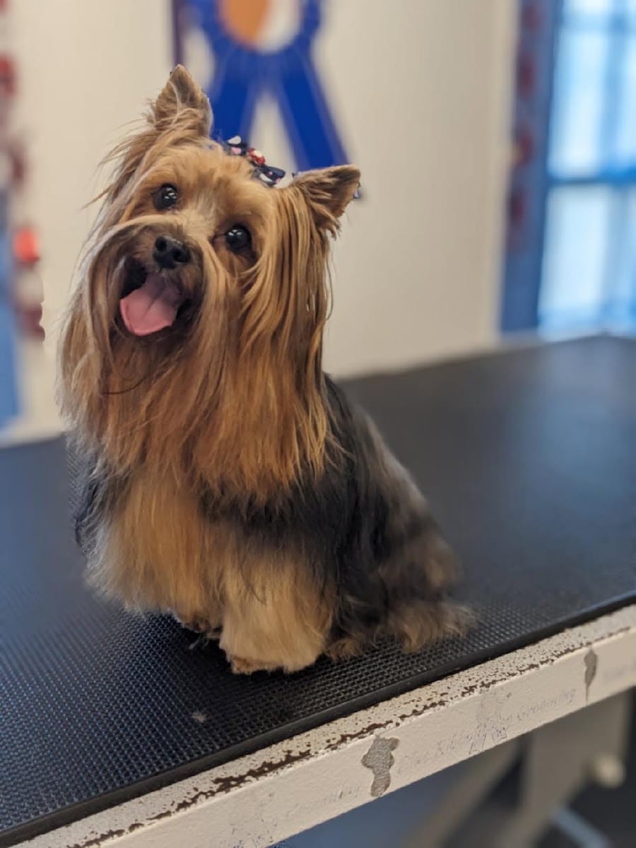 Blue Ribbon Dog Grooming LLC Anderson