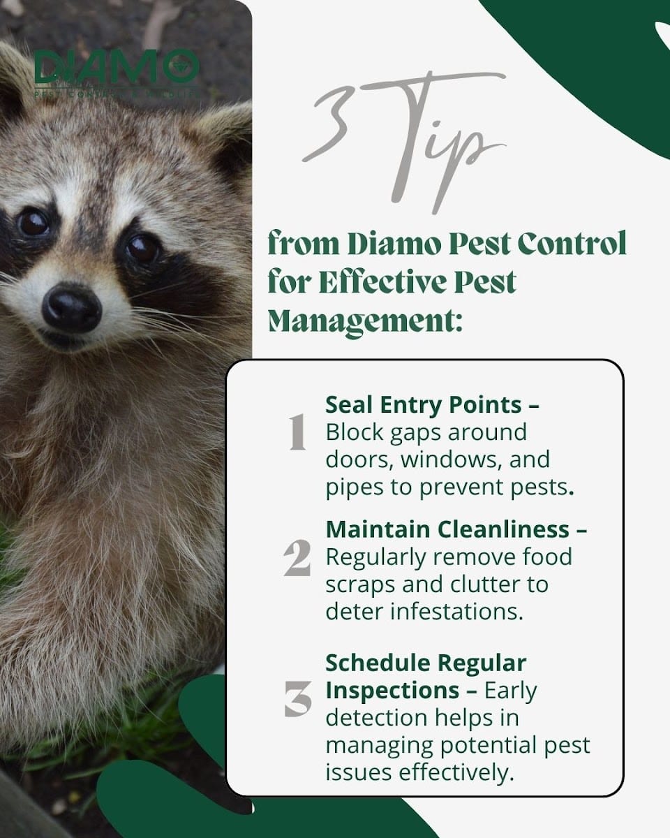 Diamo Pest & Wildlife Control, photo 4