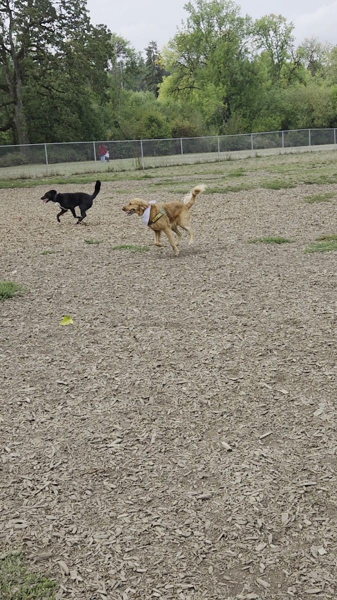 North Clackamas Parks and Recreation Off-Leash Dog Park, photo 2