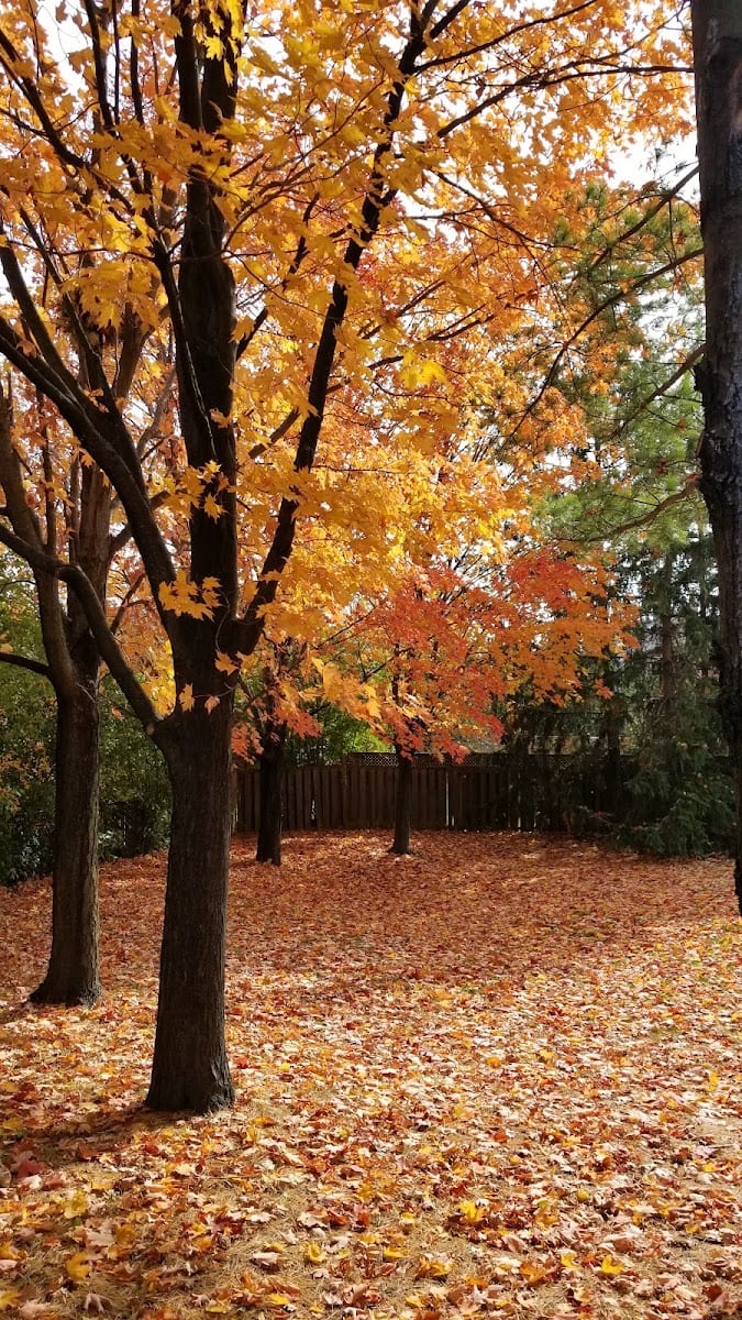 Red Oak Parkette