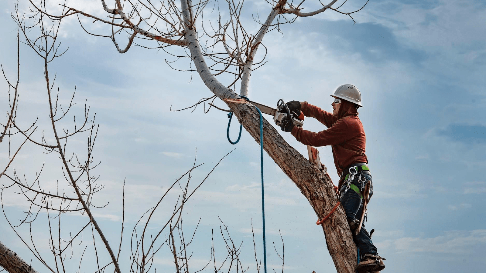 Field’s Tree Service, LLC, photo 2