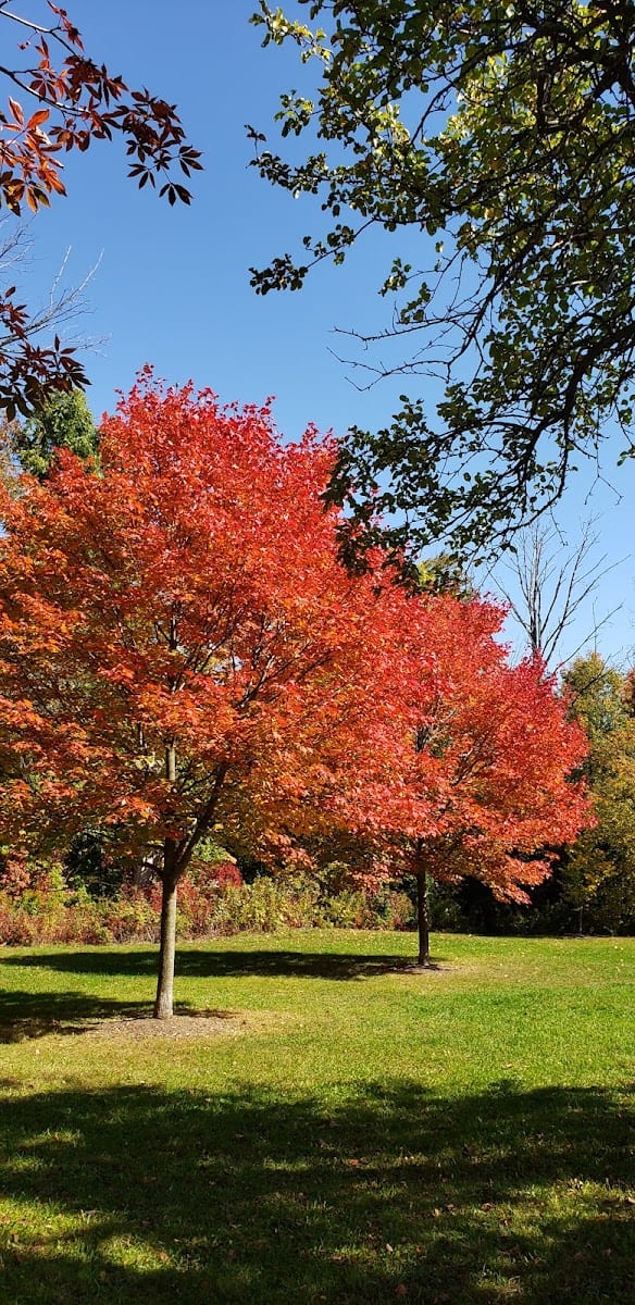 Upper Mill Pond Park