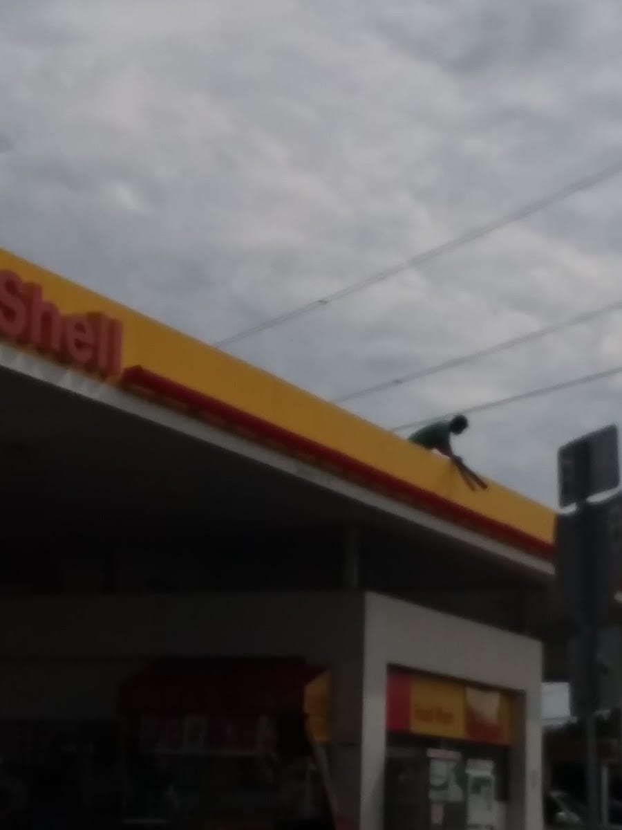 Shell, photo 4
