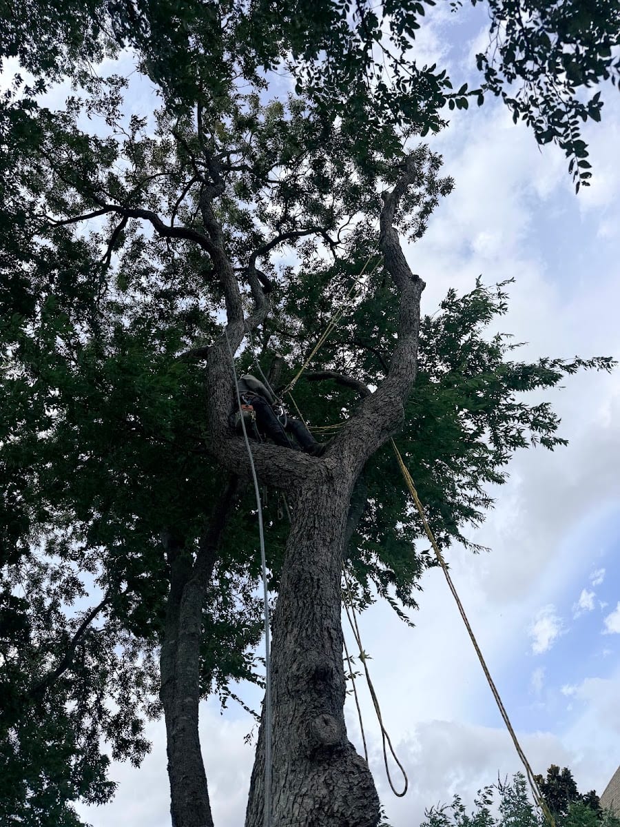 Erik's Tree & Lawn Care Services