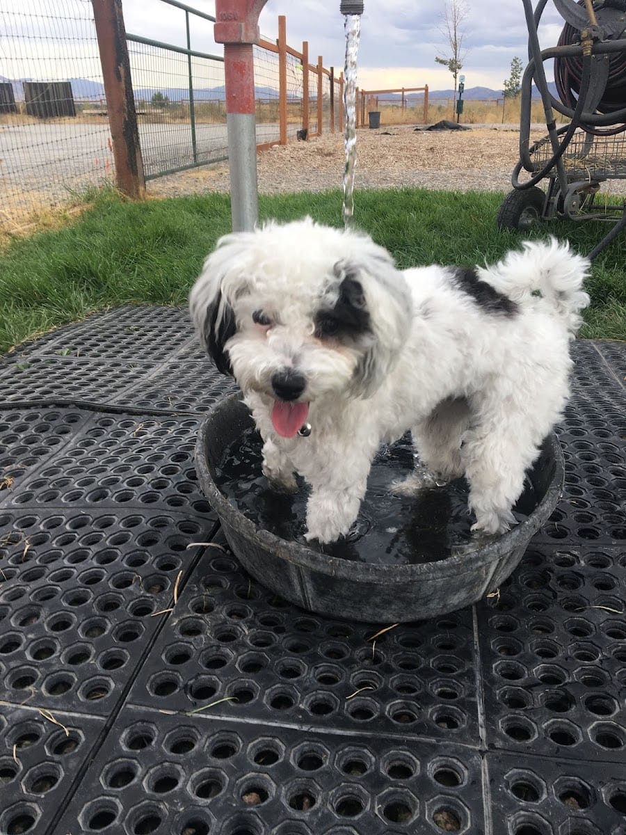 Cache Humane Society Dog Park, photo 3