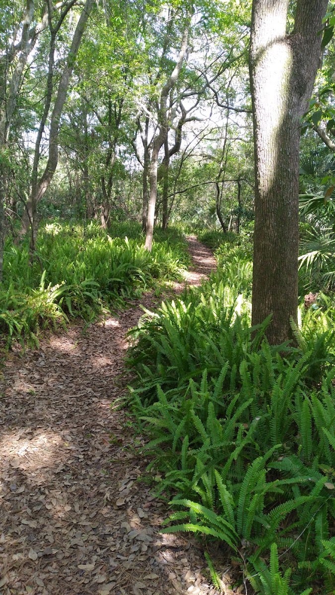 Blackwater Hammock, photo 2