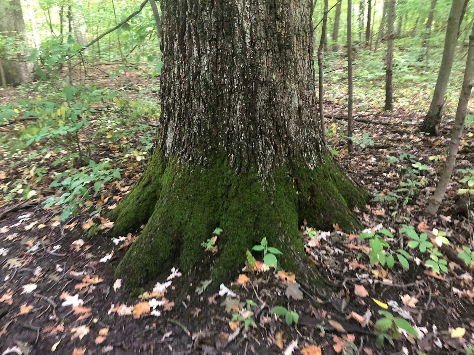 Mengerson Nature Reserve - ACRES Land Trust, photo 4