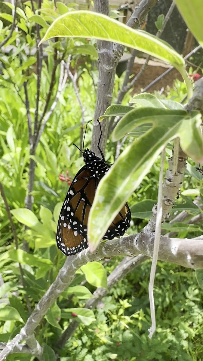 Butterfly Tampa, photo 3