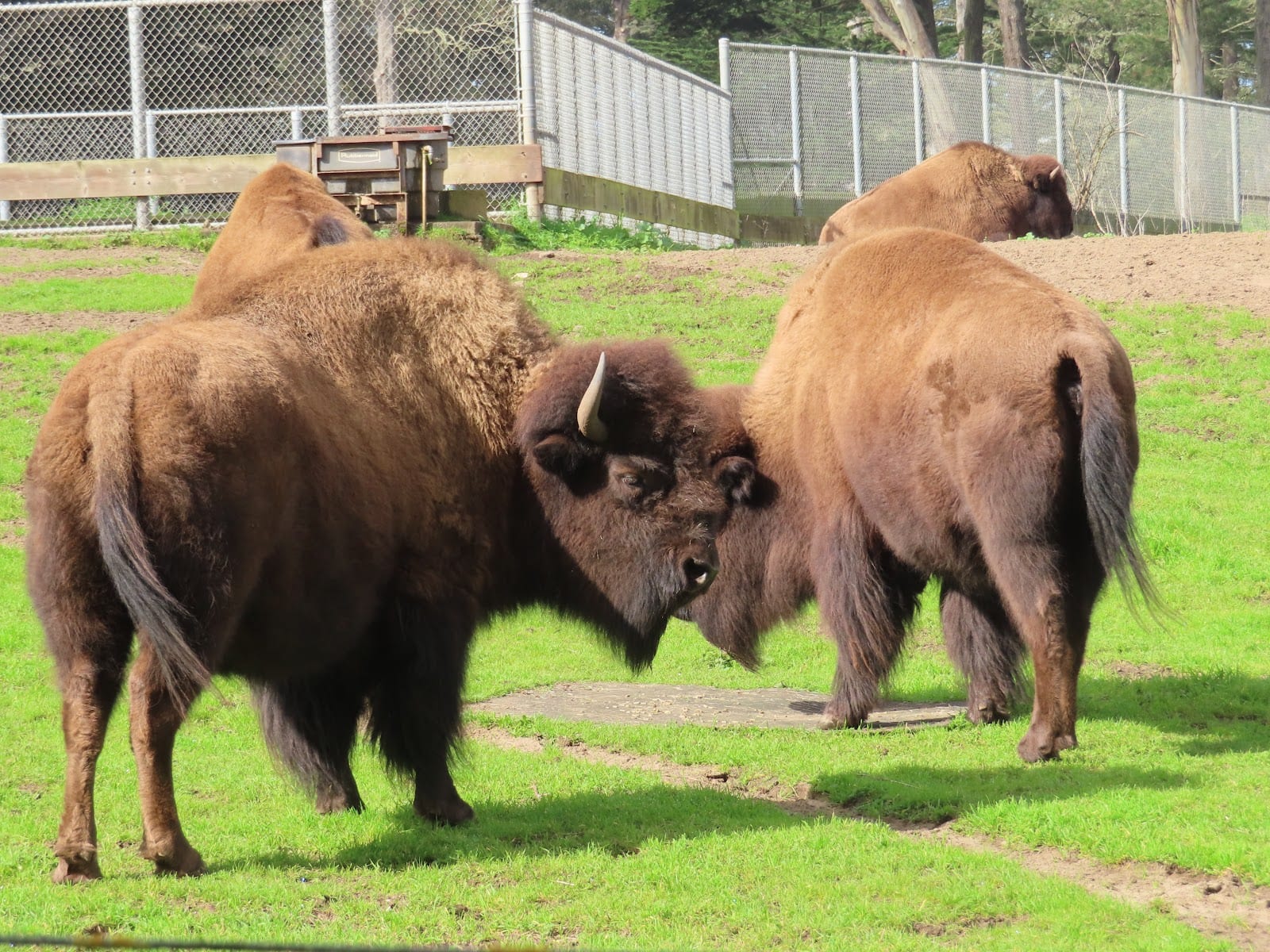 Bison Paddock