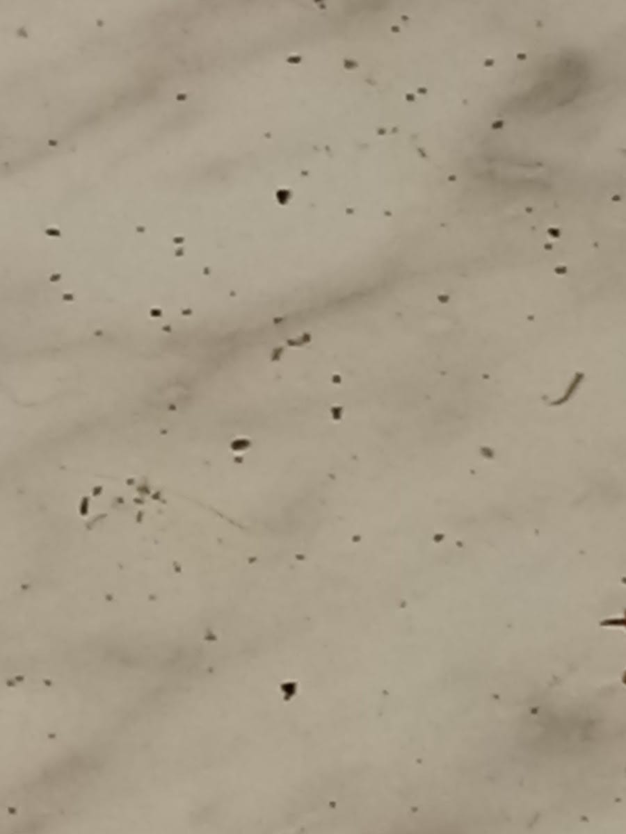 GuardTech Pest Management