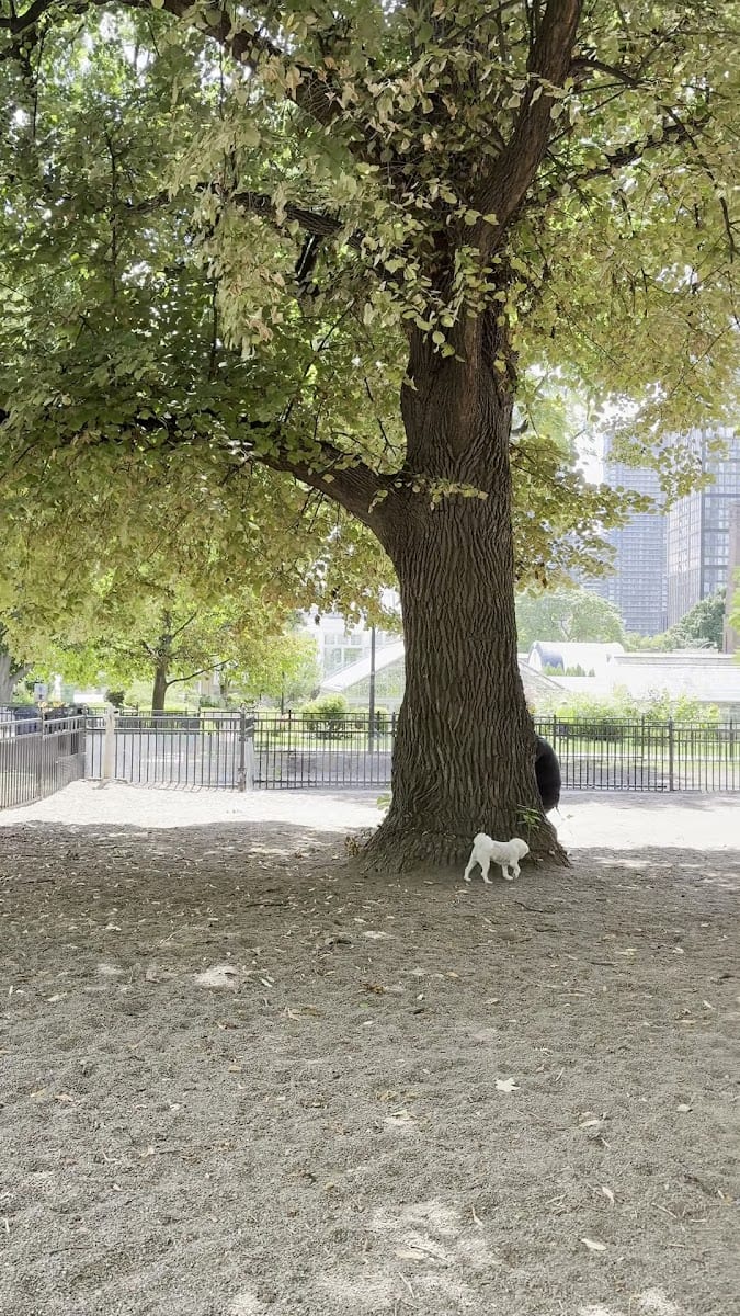 Allan Gardens Dog Park, photo 2