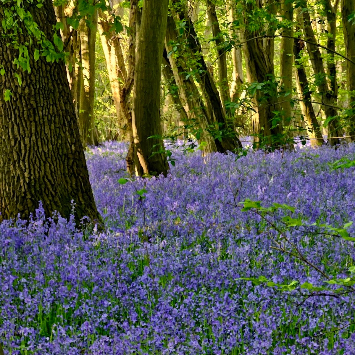 The Magical Wood