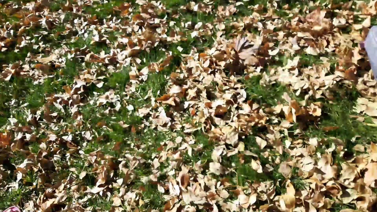 Willow Park, photo 2