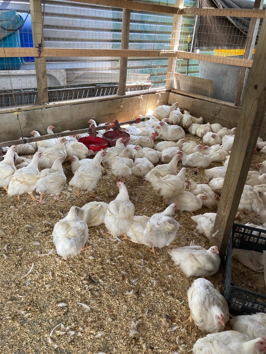 Tampa Live Poultry, photo 2