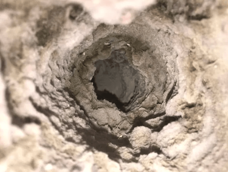 Clean Star Air Duct Cleaning Beaumont, photo 3