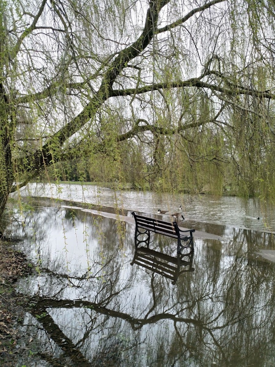 Verulamium Lake, photo 3