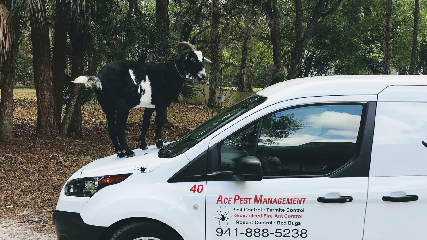 Ace Pest Managment