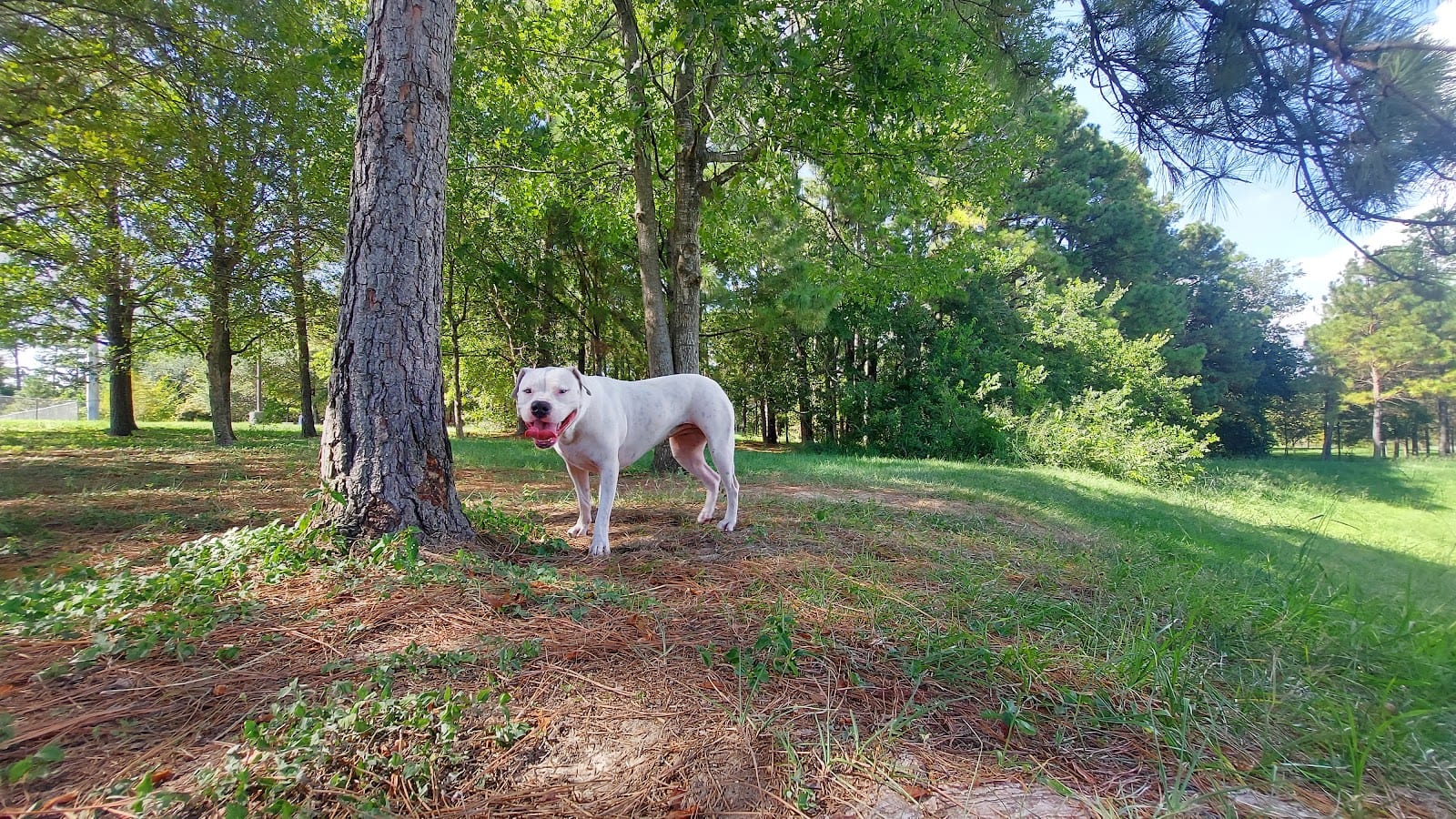 Mason Park #4