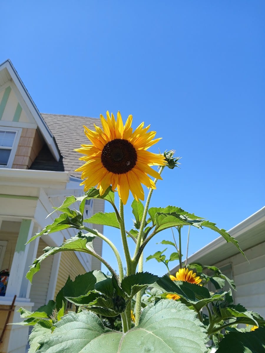 Sunlight Acupuncture & Wellness Center LLC, photo 4