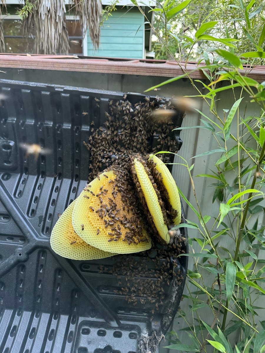 USA Bee Removal